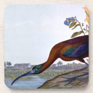 Audubon: Glattes IBIS Untersetzer