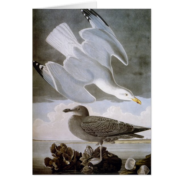 Audubon : Goéland argenté (Devant)