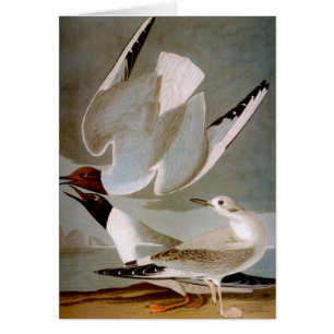 Audubon : Goéland de Bonaparte