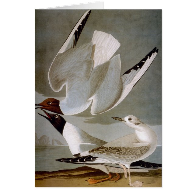 Audubon : Goéland de Bonaparte (Devant)