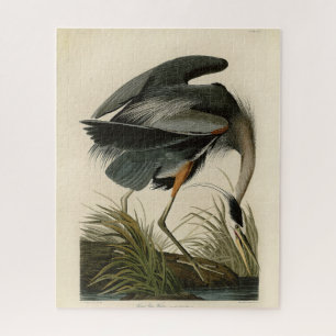 Audubon Graureiher Sumpfvogel