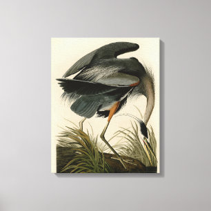 Audubon Graureiher Sumpfvogel Leinwanddruck
