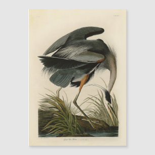 Audubon Graureiher-Sumpfvogel Magnetkarte