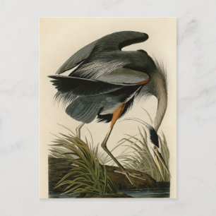 Audubon Graureiher Sumpfvogel Postkarte