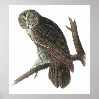 Audubon Great Grau Owl Poster oder Print