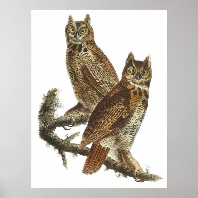 Audubon Great Horned Owls Poster oder Print (Vorne)