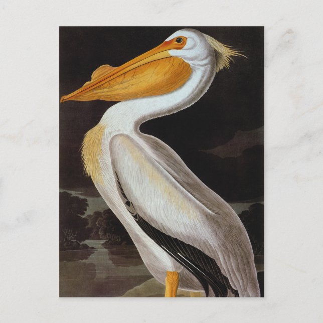 Audubon: Great White Pelican Postkarte (Vorderseite)