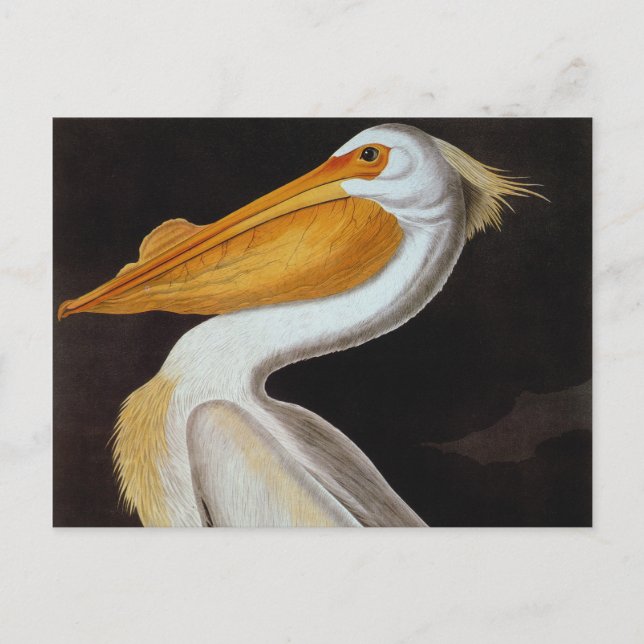 Audubon: Great White Pelican Postkarte (Vorderseite)