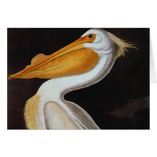 Audubon: Großer weißer Pelikan (Vorderseite (Horizontal))