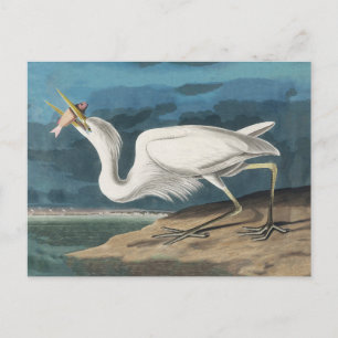 Audubon Großer Weißer Reiher: Vintage Küsten Vogel Postkarte