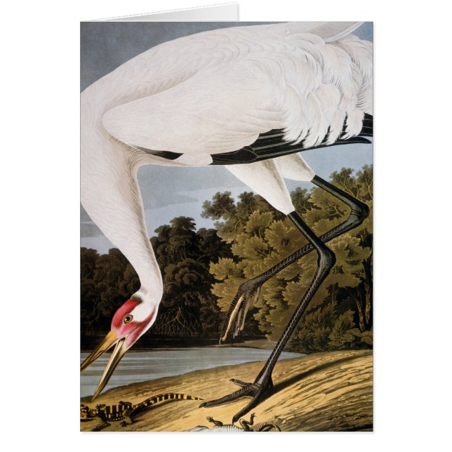 Audubon : Grue blanche (Devant)