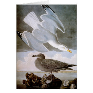 Audubon: Hering-Möve
