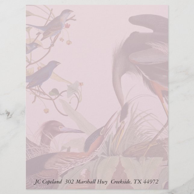 Audubon Heron Birds Collage Stationery Letterhead (Vorderseite)