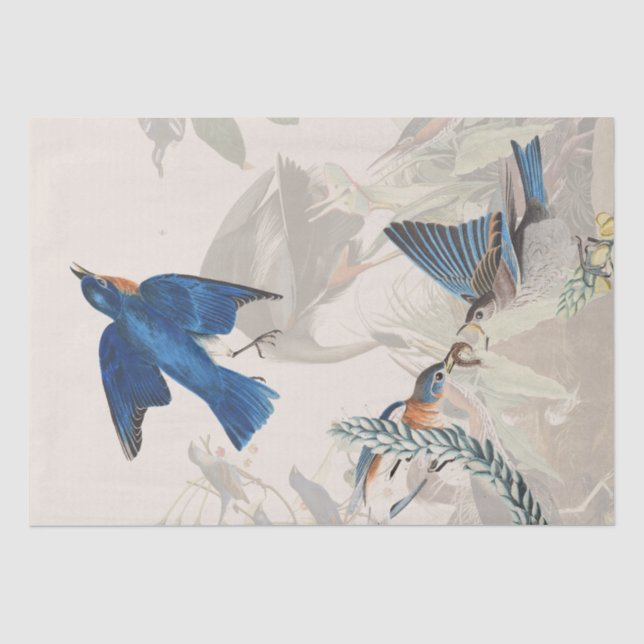Audubon Heron Bluebird Vogelarten Naturschutzpapie Seidenpapier (Vorderseite)