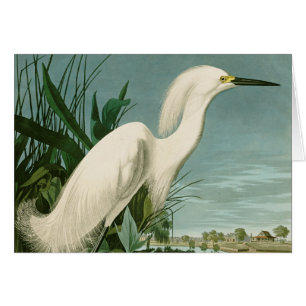 Audubon Héron de neige Oiseaux d'aigrettes blanche