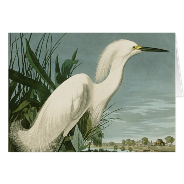 Audubon Héron de neige Oiseaux d'aigrettes blanche (Devant horizontal)
