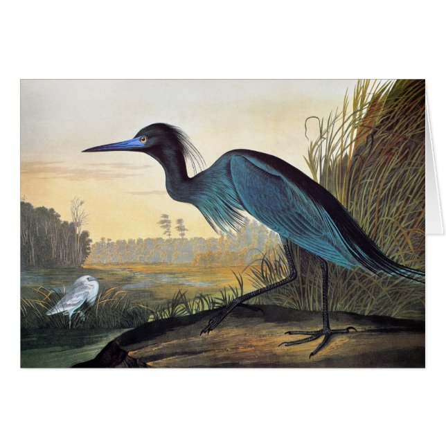 Audubon : Héron de petit bleu (Devant Horizontal)