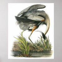 Audubon Heron Poster