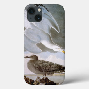 Audubon: Herring Gull Case-Mate iPhone Hülle