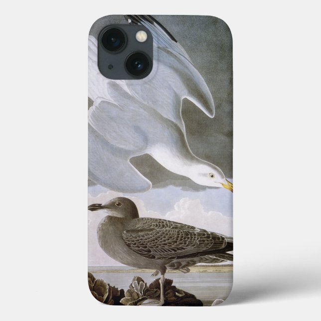 Audubon: Herring Gull Case-Mate iPhone Hülle (Rückseite)