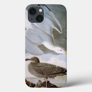Audubon: Herring Gull iPhone 13 Hülle