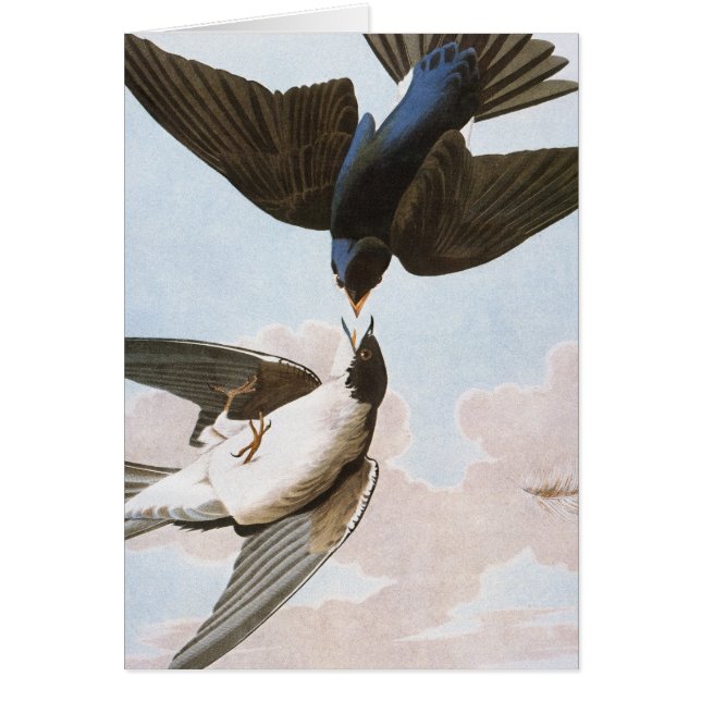 Audubon : Hirondelle d'arbre (Devant)