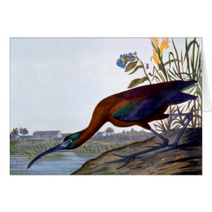 Audubon : IBIS brillant