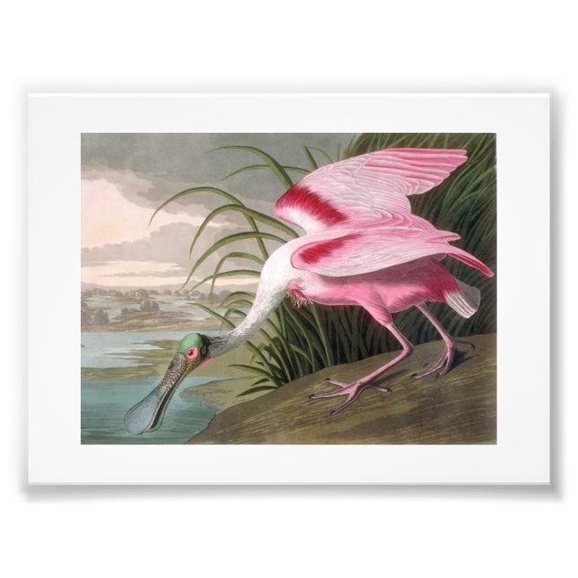 Audubon Illustration Spoonbill Fotodruck (Vorne)