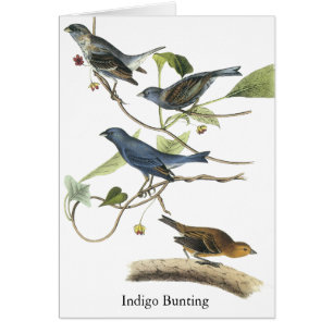 Audubon Indigo-Flaggen-Druck
