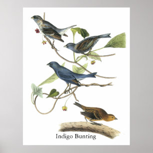 Audubon Indigo-Flaggen-Druck Poster