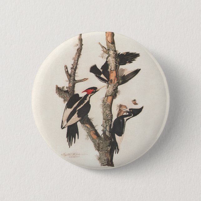 Audubon Ivory-Billed Woodpecker Button (Vorderseite)