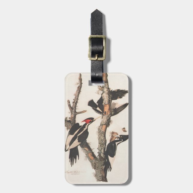 Audubon Ivory-Billed Woodpecker Gepäckanhänger (Vorderseite vertikal)