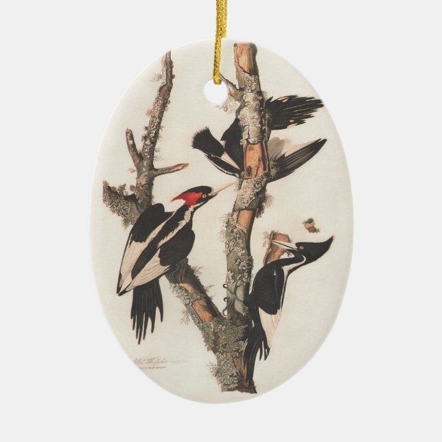 Audubon Ivory-Billed Woodpecker Keramikornament (Vorne)