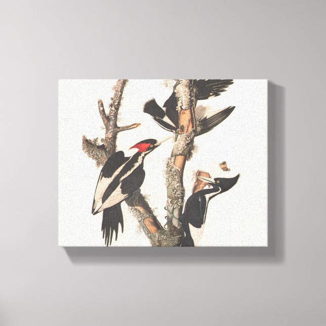 Audubon Ivory-Billed Woodpecker Leinwanddruck (Vorderseite)