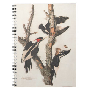 Audubon Ivory-Billed Woodpecker Notizblock