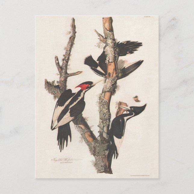 Audubon Ivory-Billed Woodpecker Postkarte (Vorderseite)