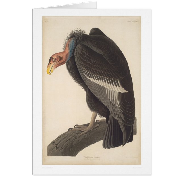 Audubon Kalifornien Geier (2609A) (Vorne)