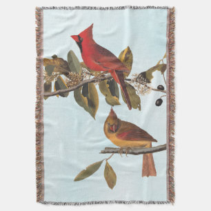 Audubon Kardinal Pair in Wild-Almond-Tree Decke