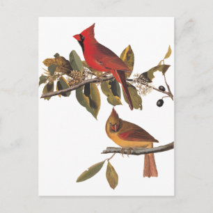 Audubon Kardinal Pair in Wild-Almond-Tree Postkarte