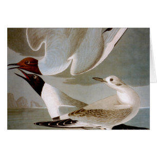 Audubon : La mouette de Bonaparte