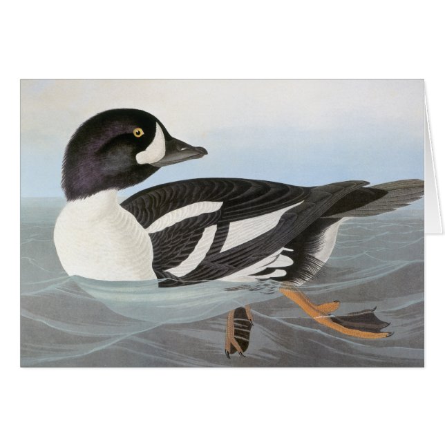Audubon : Le Goldeneye de la brouette (Devant Horizontal)