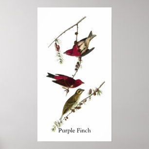 Audubon Lila Finch Poster
