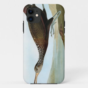 Audubon: Limpkin title_seo2