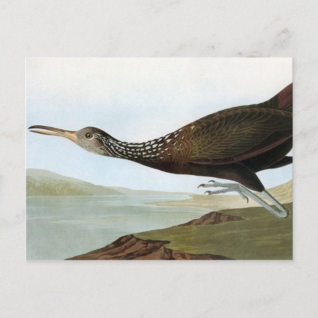 Audubon: Limpkin Postkarte (Vorderseite)
