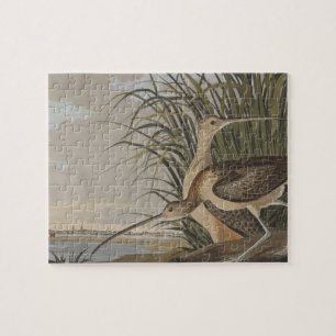 Audubon Long Billed Curlew Bird