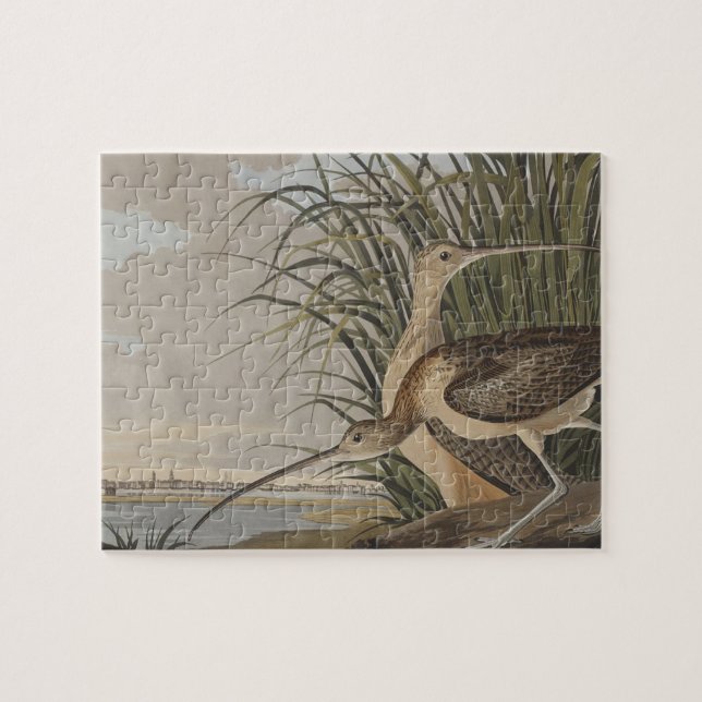 Audubon Long Billed Curlew Bird (Horizontal)