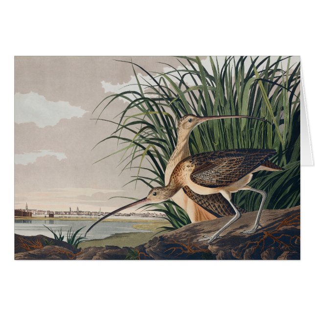 Audubon Long Billed Curlew Bird (Vorderseite (Horizontal))