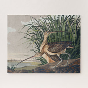 Audubon Long Billed Curlew Bird