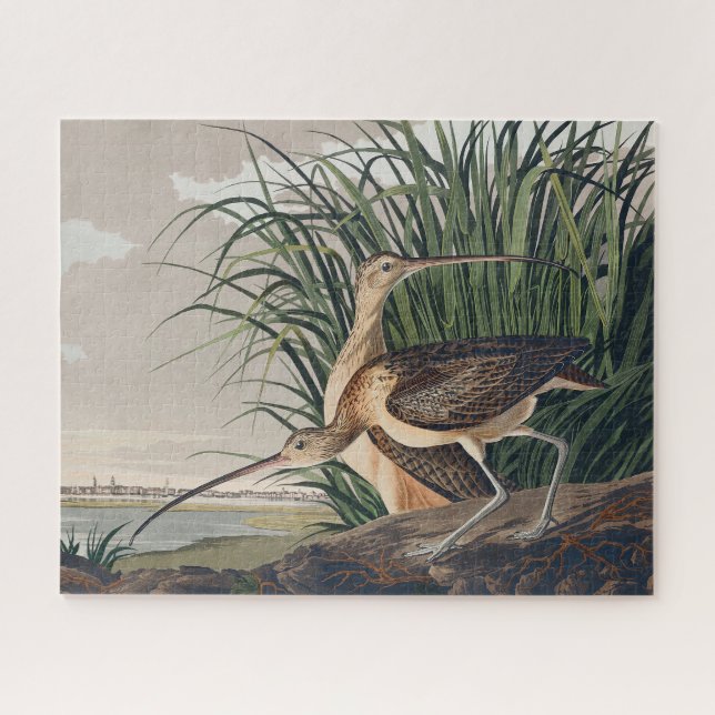 Audubon Long Billed Curlew Bird (Horizontal)