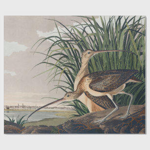 Audubon Long Billed Curlew Bird Geschenkpapier